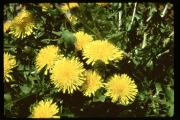 dandelion (Taraxacum officinale)
